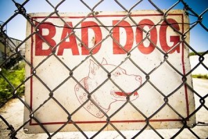 Wagoner Dog Bite Attorney